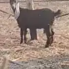 تيس عمره 7 شهور واخته عناق نفس العمر للبيع