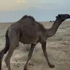 حشو قصب للبيع