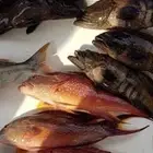 رحلات صيد بحرية