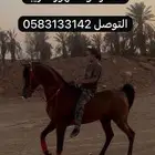 حصان شعبي شيخ