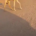 عشرا معها بكره كفو