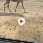 لقحات صفر كفووو