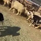 غنم نعيم طيبه