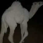 قعود حوار