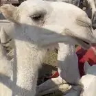 قعودين وضح للبيع