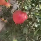 شتلات اشجار مثمرة وعطريات
