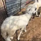 سواكن ابيض شبيه الحري