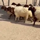 بهم نعيم ذبايح فاخره