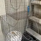 شبك طيور