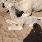 معالج شعبي