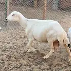 رفيدية