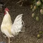 دجاج