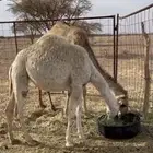 بكره سمين