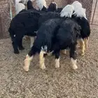 للبيع نجد ضحايا