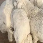 ذبيحه نظيفه اذا ماعجبك رجعه واخذ فلوسك