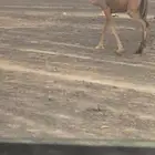 بكرة