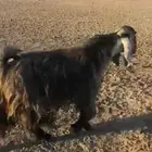 تيس عارضي فحل