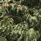 شتلات كعب الغزال