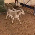 عنز جنوبية