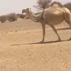 لقحه شقحاء