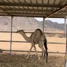 قعود وبكره للبيع