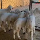 بهم رخال و طليان فل شحم مقفله وكفو