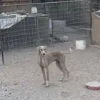 سلوقي مخلوط جرو عمره 7 شهور