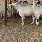تيوس للبيع