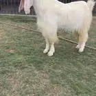 للبيع فحل مصري ابرص خصم الخصم