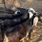 تيوس مندي