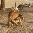 نعجه السن رباع تحته خروفين سكليه مشروطه درمانيه رقبه وجنب