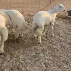 ذبايح حري ذبائح مناسبات ثلاجه يوجد توصيل