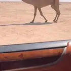 قعود كفو