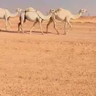 ابل وضح العدد خمس 2 لقحات 3 ضرايب