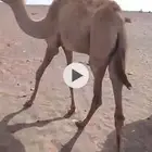 بكره للبيع