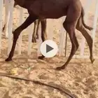 قعود