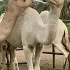 قعود للبيع علي عليان بعير الامير سلطان محمد الكبير