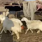 للبيع 6 رخال طيبه 4 مضاريع 2 مدري عنهن