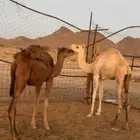 قعدان طيبات