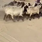 غنم نعيم خصم اشباب فاخره