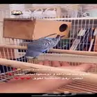 عصافير بداجي طيور الحب متوفر تمارا