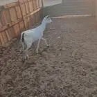 عنز بيشيه والديتبعهاتيس