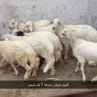خرفان عدد 7 كفو