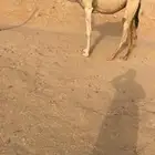 بكره شقحا طيبه