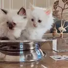 قطط متوفر تمارا
