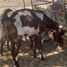 عنز بنجابية صافي فاخرة( تم البيع )