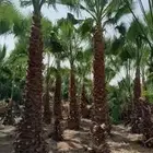 واشنطني