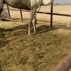 للبيع 3 ضرايب وضح طيبات