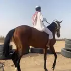 فرس انقلش سبوق