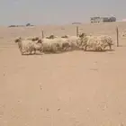 غنم نعيم مراح واحد